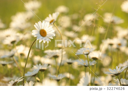 Daisy in a meadow lit by the rising sun 32274026