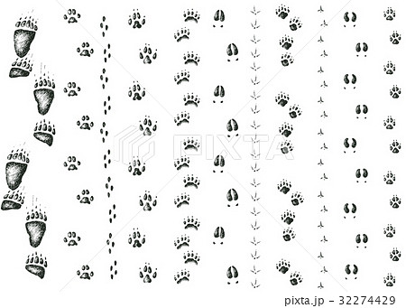 Vector set of walking wild wood animal and bird 32274429