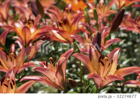 ゆり ゆり 32274677