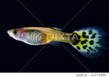 guppy fish guppy fish 32274899
