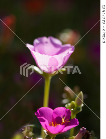 Pink Portulaca flowers Pink Portulaca flowers 32275681