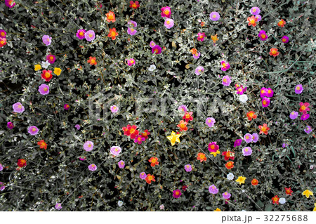 Pink Portulaca flowers Pink Portulaca flowers 32275688