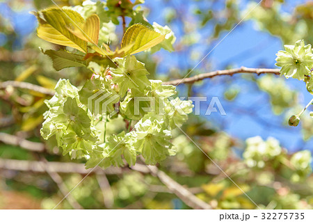 春日山神社境内の御衣黄桜 春日山神社境内の御衣黄桜 32275735