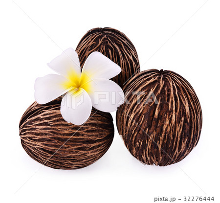 Suicide tree  frangipani  isolated on white backg 32276444