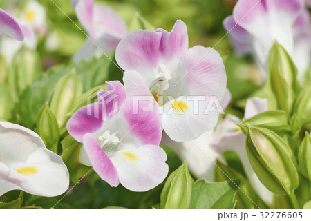 トレニアのクローズアップ 32276605