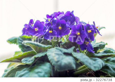 Flowerpot with violets 32276738