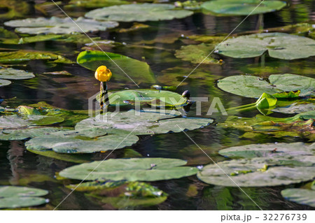 Yellow water-lily or Nuphar lutea blossoms in lake 32276739