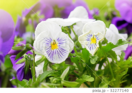 Flowerbed of violet viola tricolor  Flowerbed of violet viola tricolor  32277140