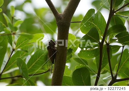 蝉 セミ せみ 32277245