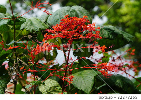 サンタンカ 常緑性低木 常緑小低木 32277265