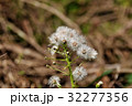 フキノトウの綿毛 32277356