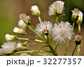 フキノトウの綿毛 32277357
