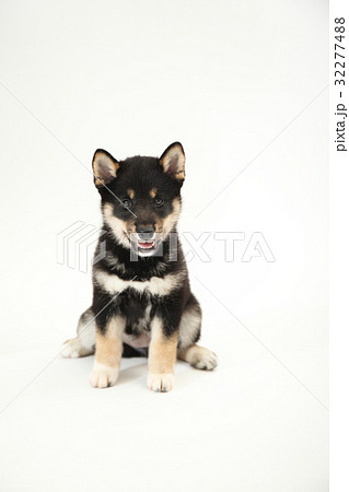 子犬　白背景 32277488