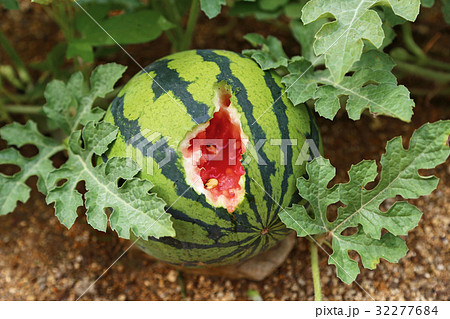 スイカの鳥被害 スイカの鳥被害 32277684