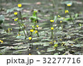 コウホネの花 32277716