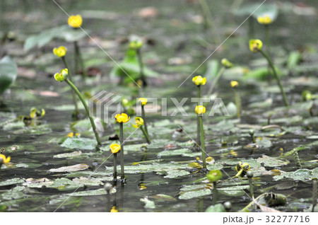 コウホネの花 コウホネの花 32277716