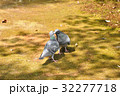 カワラバトのキス 32277718