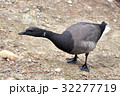 コクガン 32277719
