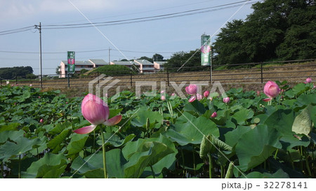 天幕城址 あかぼり蓮園 32278141