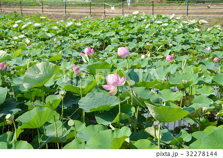 天幕城址 あかぼり蓮園 32278144