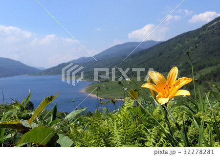 ノゾリキスゲ 32278281