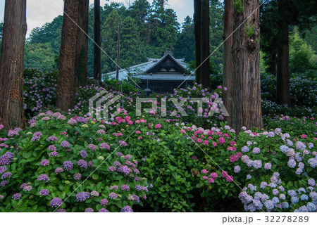 山梨県富士川町妙法寺の紫陽花 山梨県富士川町妙法寺の紫陽花 32278289
