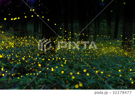 乱舞するヒメボタル（金ボタル）　岡山県新見市 天王八幡神社　熊笹の林にて 32278477
