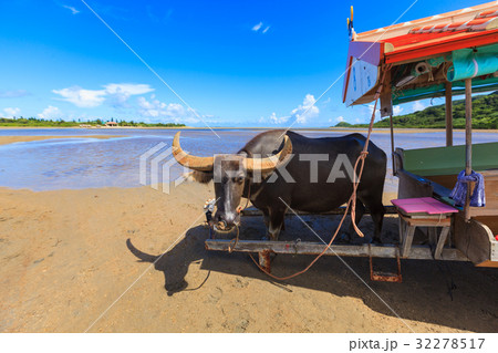 水牛　西表島　由布島 32278517