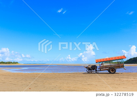 水牛 西表島 由布島 水牛 西表島 由布島 32278519