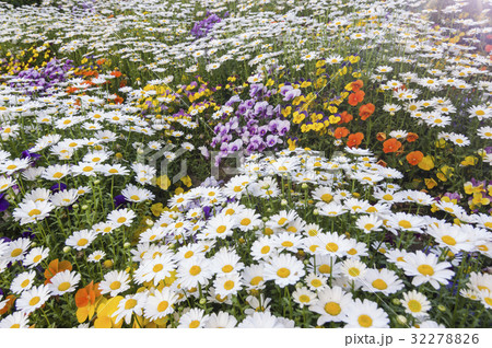 花 花 32278826