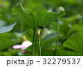 ハスに蜻蛉 32279537