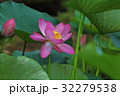 蓮の花 32279538