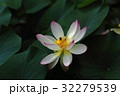 二千年ハス 32279539
