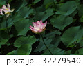 蓮 32279540