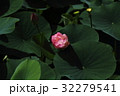 蓮のつぼみ 32279541