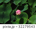 蓮の花 32279543