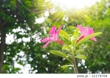 Pink and White flowers and sunshine Pink and White flowers and sunshine 32279708