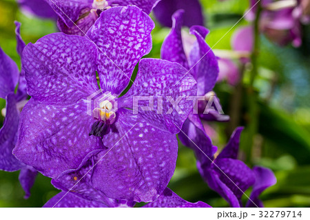 Closeup purple orchid flowers 32279714