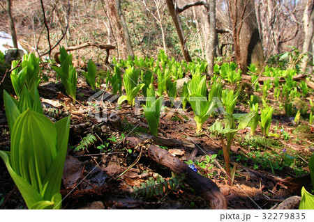 銭函天狗山登山道の春景色 32279835