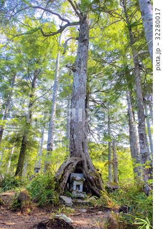 木の股の石祠 木の股の石祠 32280017