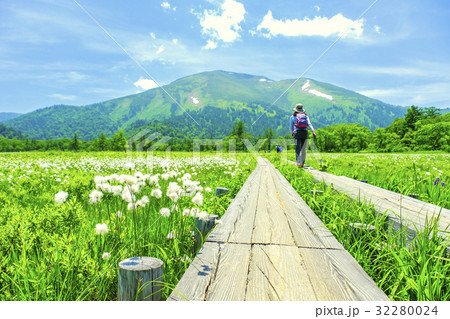 ワタスゲと至仏山 ワタスゲと至仏山 32280024