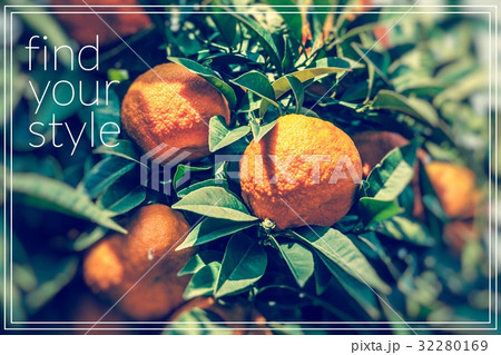Find your style.Branch orange tree fruits Find your style.Branch orange tree fruits 32280169