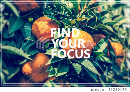 Find Your Focus.Branch orange tree fruits Find Your Focus.Branch orange tree fruits 32280170
