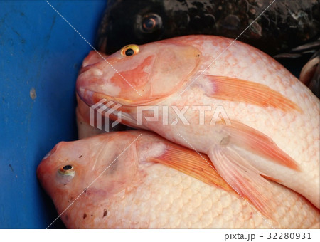 fresh fish at the market fresh fish at the market 32280931