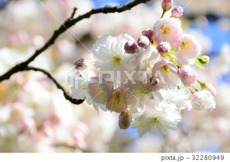 cherry blossom in gardent from Hallstatt Bahnhst  32280949