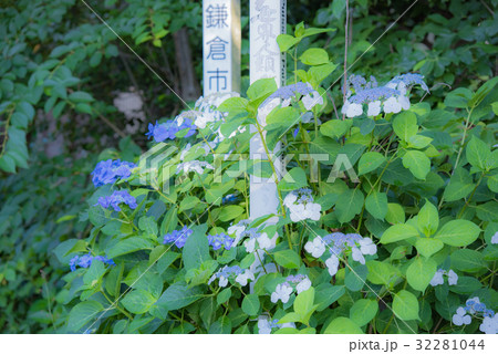 アジサイ、6月、ピンクの花、快晴 アジサイ、6月、ピンクの花、快晴 32281044
