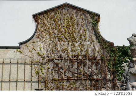 vine on wall from europe vine on wall from europe 32281053