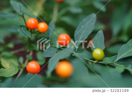 フユサンゴの実 フユサンゴの実 32281189