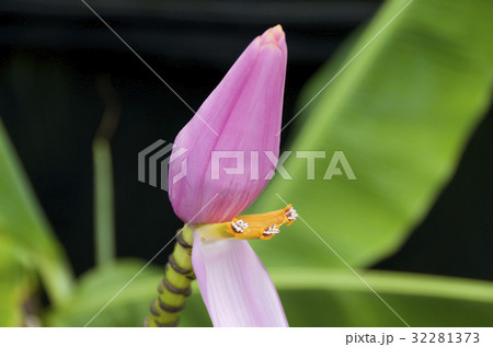 ピンクバナナの苞葉,オレンジイエローの花 32281373
