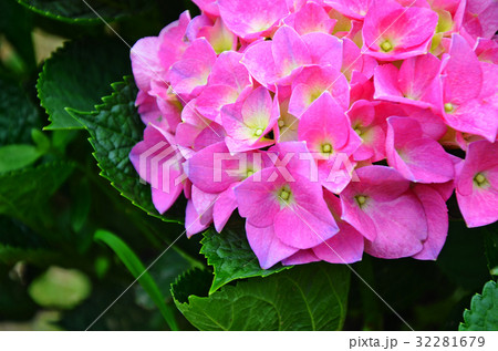 自然 天然 ナチュラル 32281679